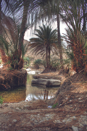 Wadi Bani Khalid Oasis Covered in Vines and Surrounded by Palm Trees, outside Muscat, Omanの写真素材