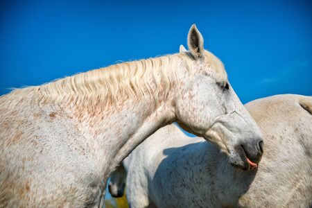 Close up low angle head shot of a pretty dappled grey horse standing alongside a companion in summer sunshine against a clear blue skyの写真素材