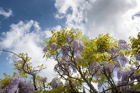 Wisteria trees with pretty purple flowers symbolic of spring viewed low angle against a cloudy blue skyの写真素材