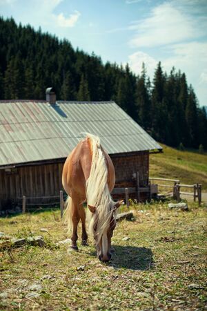 Horse or pony with a palomino mane grazing in a farmyard in a mountain pasture above a barn with a forest of conifers visible behindの写真素材