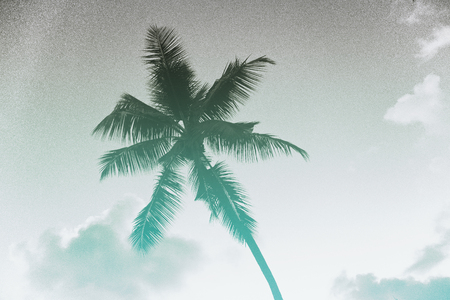 Crown and fronds of a palm tree silhouetted against a clear blue sunny tropical sky with light cloudの写真素材