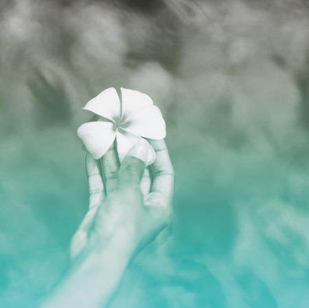Close up Human Hand Holding Attractive Fresh White Plumeria Flower from Seychelles on a Gray Azure Water Background.の写真素材