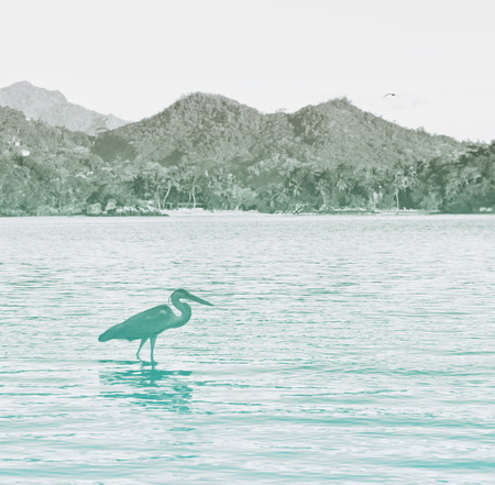 Side View of Grey Heron Wading in Water at Port Launay Marine Park, Seychellesの写真素材