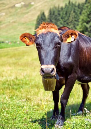 Curious Alpine cow wearing a large cowbell around her neck to help locate her on mountain pastures by following the sound, looking at the cameraの写真素材