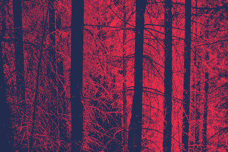 Red Toned Image of Bare Tree Trunks in Evergreen Forest with Eerie Mood, Ideal for Backgroundsの写真素材