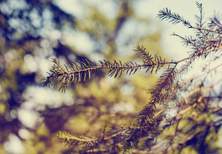 Faded Old Fashioned Style Image of Nature Close Up of Branch of Evergreen Tree with Pine Needles in Forest Settingの写真素材