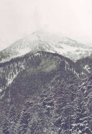 Harsh cold winter mountain landscape with tall snow covered trees in foregroundの写真素材