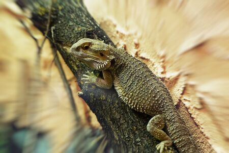 Single chubby iguana with large belly crawling up tree trunk with motion blur vignette on edges of frameの写真素材