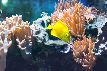 Brightly colored yellow tropical tang fish swimming underwater in a marine tank amongst corals and...