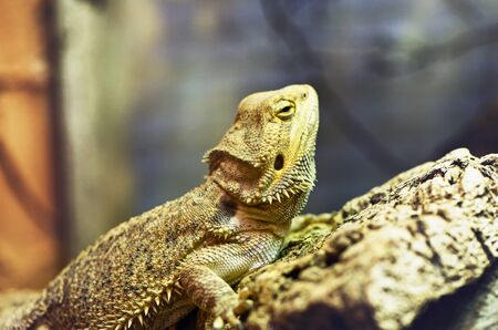 Sleepy single brown sharp and scaly iguana perched diagonally on rock with eyelids partially shutの写真素材