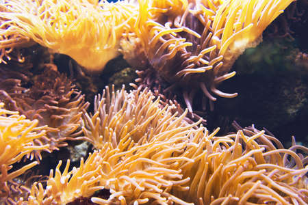 Large yellow and orange sea anemone organism with outstretched tentacles under waterの写真素材