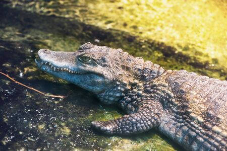 Single scaly alligator with sharp teeth showing from side of long snout moving above waterの写真素材