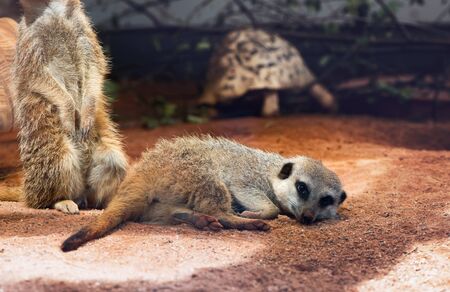 Meerkat in captivity at a zoo lying prone on the ground resting while a second member of the family does sentry duty behindの写真素材