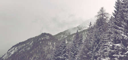 Panoramic Scenic Landscape View of Snowy Alpine Mountain Peaks Covered with Thick Evergreen Forest on Overcast Winter Day with Low Lying Cloudsの写真素材