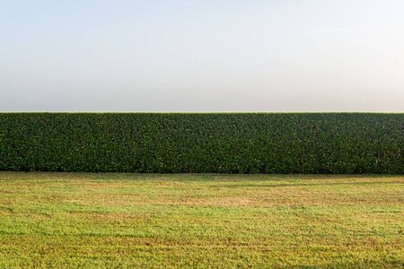 Low cut grass field with hedges in background with warm sunset or sunrise type of lighting. Includes copy space.の写真素材