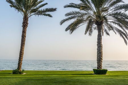 Pair of tall palm trees near ocean with shadows from sun setting off to the side over green grassの写真素材