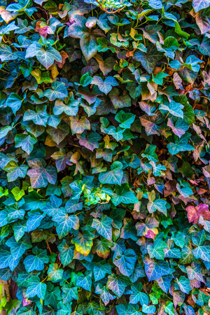 Ivy creeper covering a wall with the leaves starting to show the changing season from summer to autumn with colorful hues, full frame backgroundの写真素材