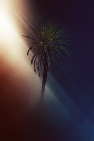 Single palm tree in center of vertical dark blue background with warm light and shadows conceptの写真素材