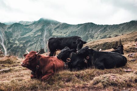 Landscape with cattle lying in mountain meadow on cloudy dayの写真素材