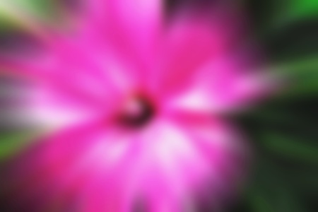 Blurred background. Bright floral background blur.の写真素材