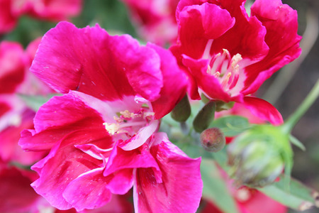 Bright red garden flowers blooming.の写真素材
