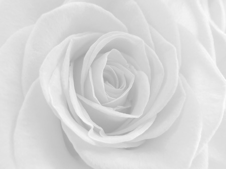 Light gray rose closeup. Floral background.の写真素材