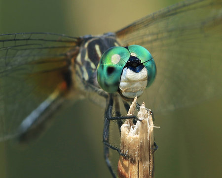 dragonflyの写真素材