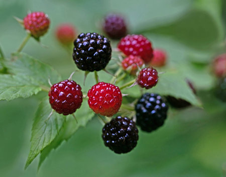 Close up of black raspberriesの写真素材