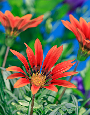 Gazaniasの写真素材