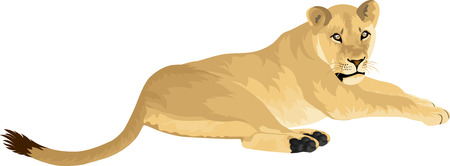 vector Female lion Lioness - Panthera leoのイラスト素材