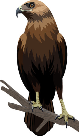 Eagle illustrationのイラスト素材