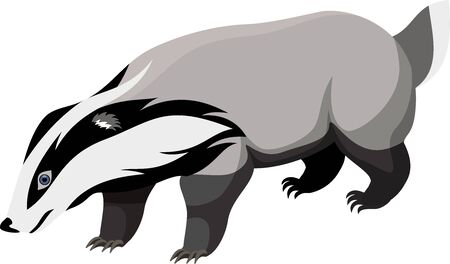 vector European badgerのイラスト素材