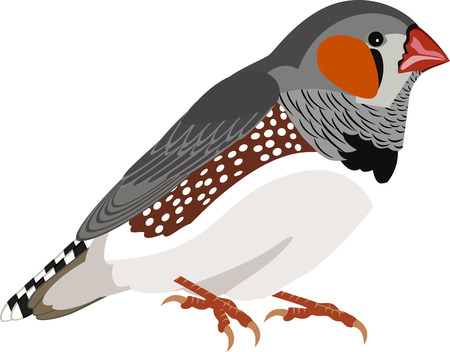 vector Zebra Finch (Taeniopygia guttata)のイラスト素材