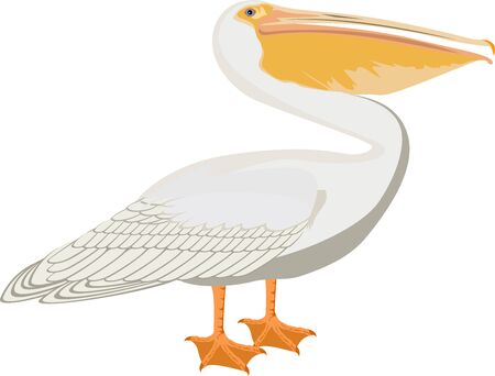 vector pelicanのイラスト素材
