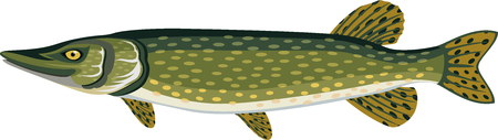vector Pike fishのイラスト素材