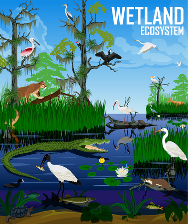 Vector wetland ecosystem illustration. Pantanal Florida Everglades landscape with animals.のイラスト素材