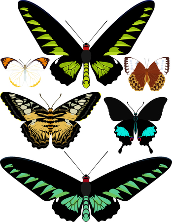 vector set of butterflies of Asiaのイラスト素材