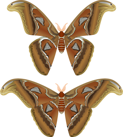 Beautiful big butterfly, Giant Atlas Moth, Attacus atlas - vector illustrationのイラスト素材