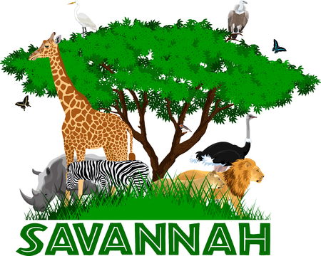 vector african savannah with lions, rhino, girrafe, vulture, zebra, ostrich and heronのイラスト素材