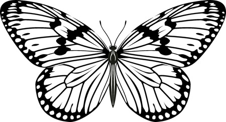 vector Paper kite or Rice paper butterfly (Idea leuconoe)のイラスト素材