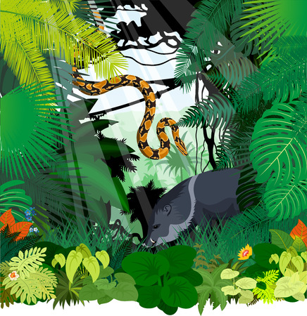 vector peccary and Boa python in Jungle Rainforestのイラスト素材