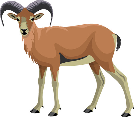 vector Goat Urialのイラスト素材