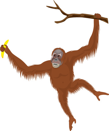 Vector orangutanのイラスト素材