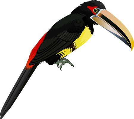 Vector pale-mandibled aracari toucanetのイラスト素材