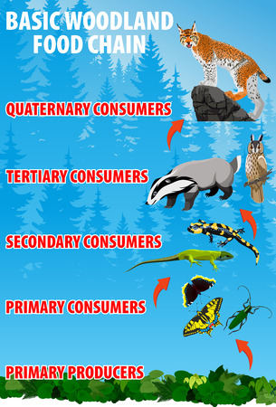 Basic woodland food chain.のイラスト素材
