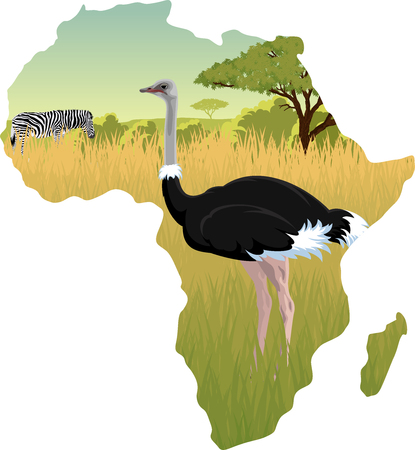 African savannah with ostrich and zebra - vector illustrationのイラスト素材