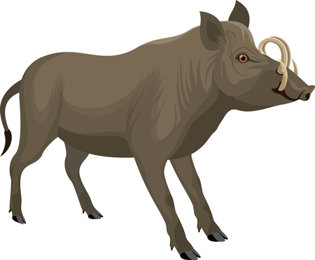 North Sulawesi babirusa vector illustration.のイラスト素材