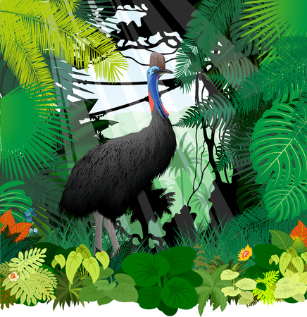 vector cassowary in jungle rainforestのイラスト素材
