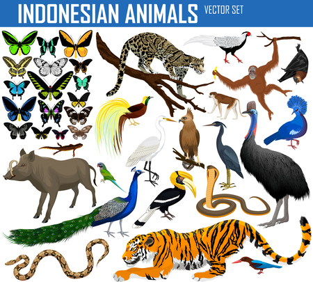 Animals of Indonesia and Indochina - vector setのイラスト素材