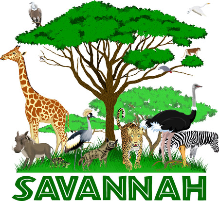 vector african savannah with leopard, girrafe, vulture, zebra, ostrich, warthog, cobra, crowned crane, parrot and heronのイラスト素材